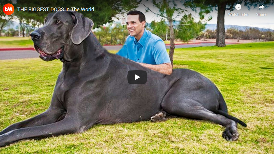 big-dog