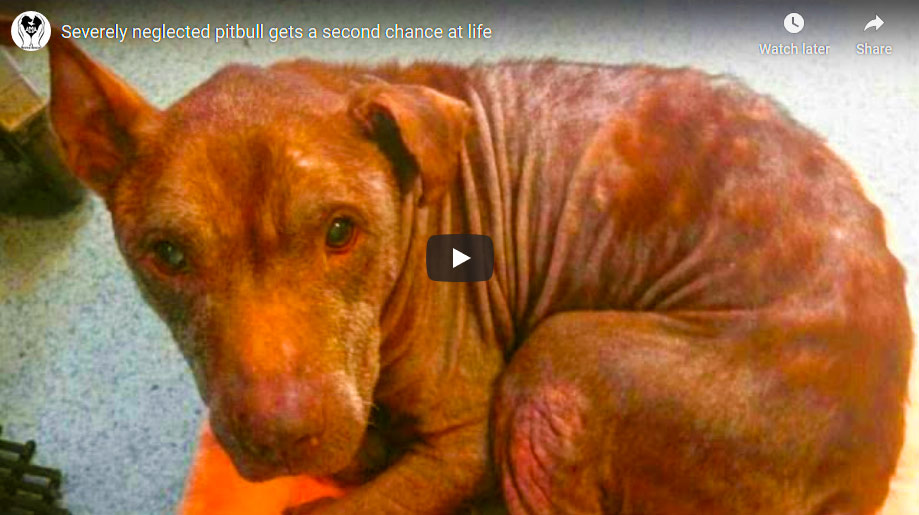 Severely Neglected Pitbull Obtains A Second Possibility At Life ( Video )