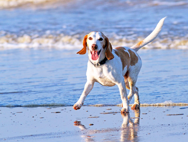 10 Of The Most Healthy Dog Breeds