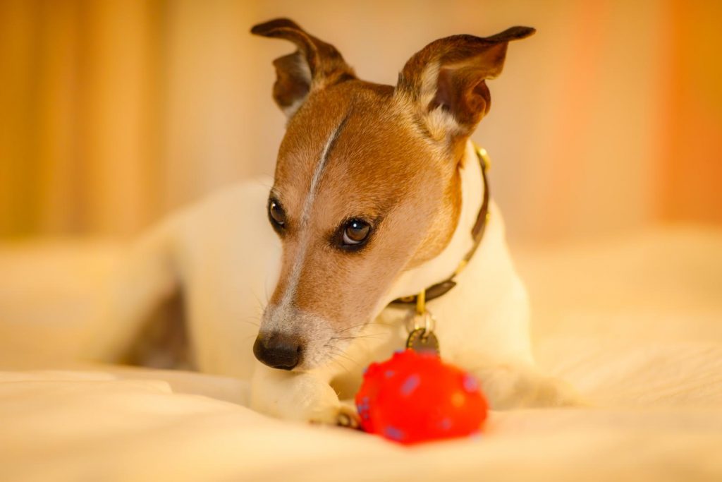 rescued dog in bed with a ball or toy