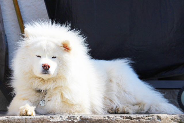 6 Of The Most Expensive Dog Breeds In The World