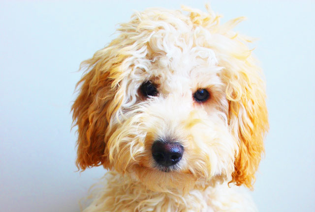 7 Hypoallergenic Dog Breeds For Allergy Sufferers