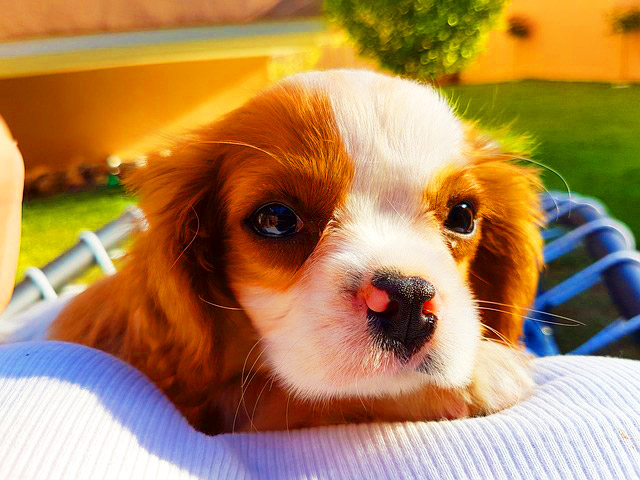 Adoptd Dogs - Do They Bring Problems Or Joy?