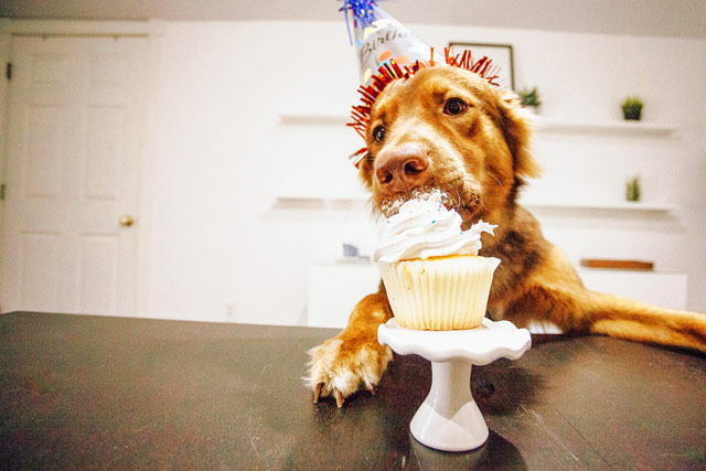 Are you one of the many people who feed their dogs’ ready-made dog foods? Don't feel guilty. The majority of pet owners are like you. Nothing to feel bad about that. Summary: - Almost the majority, if not all, of pet owners, have given their pet love canines some ready-made dog food at least once or twice in their lifetime.