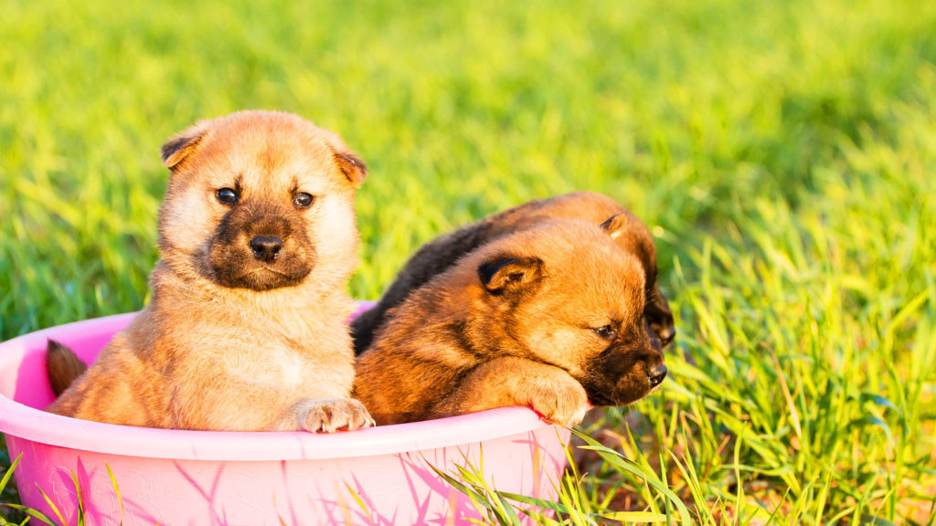 Cruel Thieves Steal Newborn Puppies Away From Their Mother