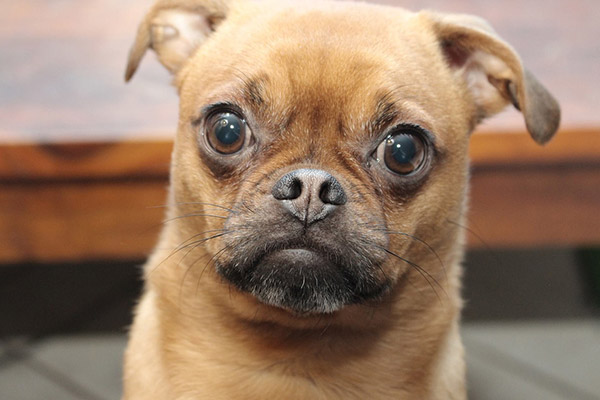 Cute Puppies Video Compilation