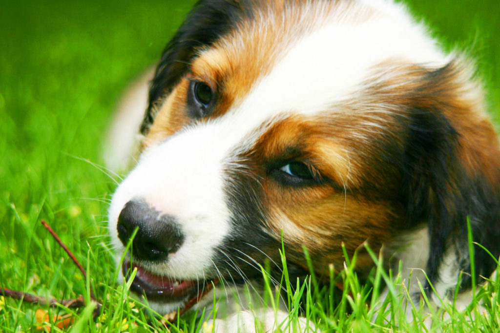 Dogs-evolved-a-special-muscle