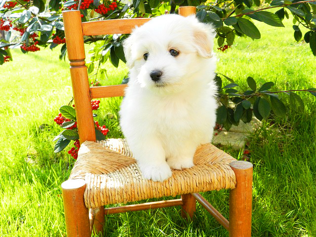 FUNNY and CUTE puppies compilation