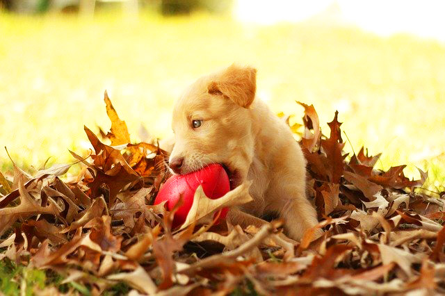 Cute Labrador Puppies