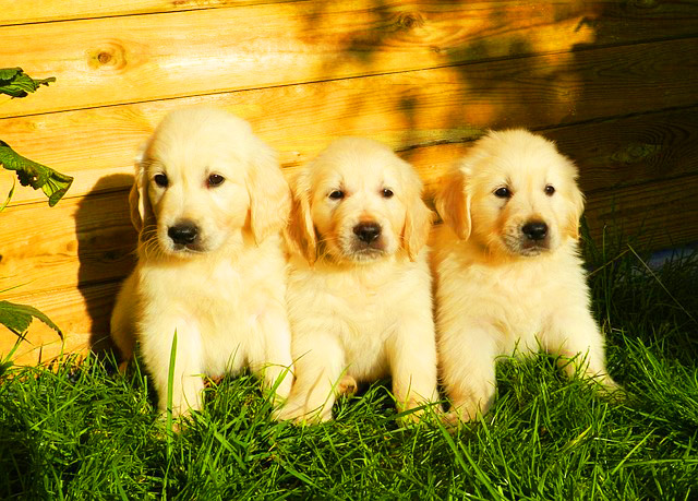 Gang-Of-Golden-Retriever-Puppies