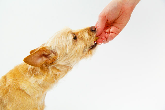Raw Meat - Good Or Bad For Dogs? Find Out!