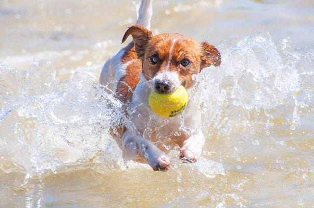 Soccer Superstar's Dog In Critical Condition