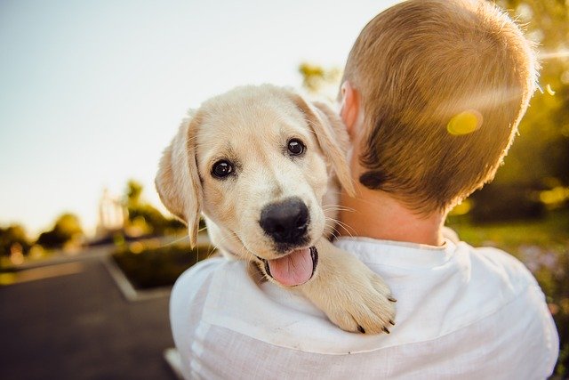 Can Dogs Really Feel Emotions Too?