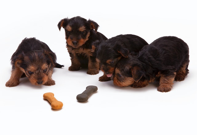 black and tan yorkshire terrier puppies