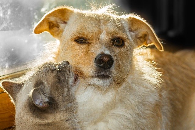 Dog and Kitten