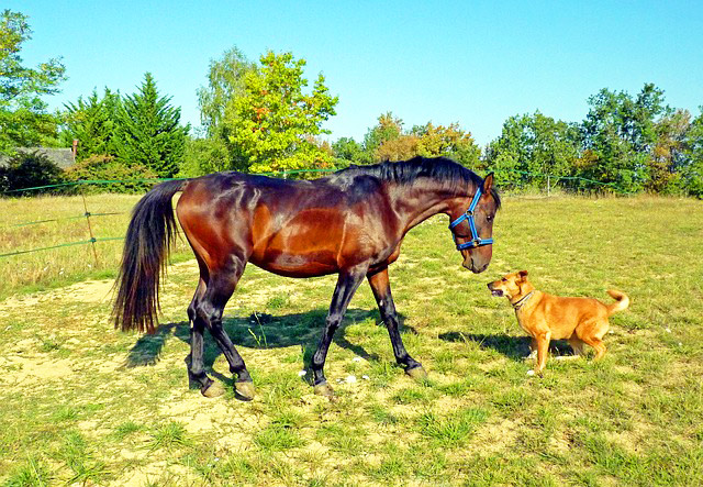When Dogs Jump Like Horses!