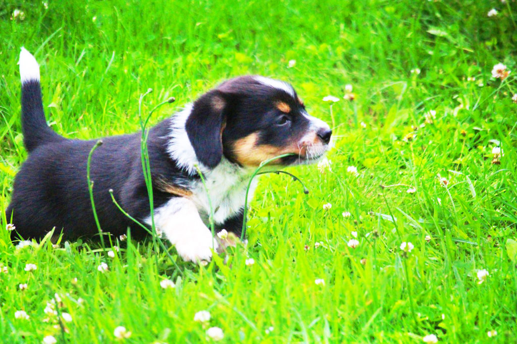 Whats The Secret Dogs Are Less Sick Than Humans