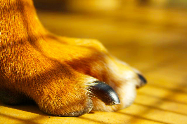 How to Trim Your Dog’s Nails Safely and Easy!
