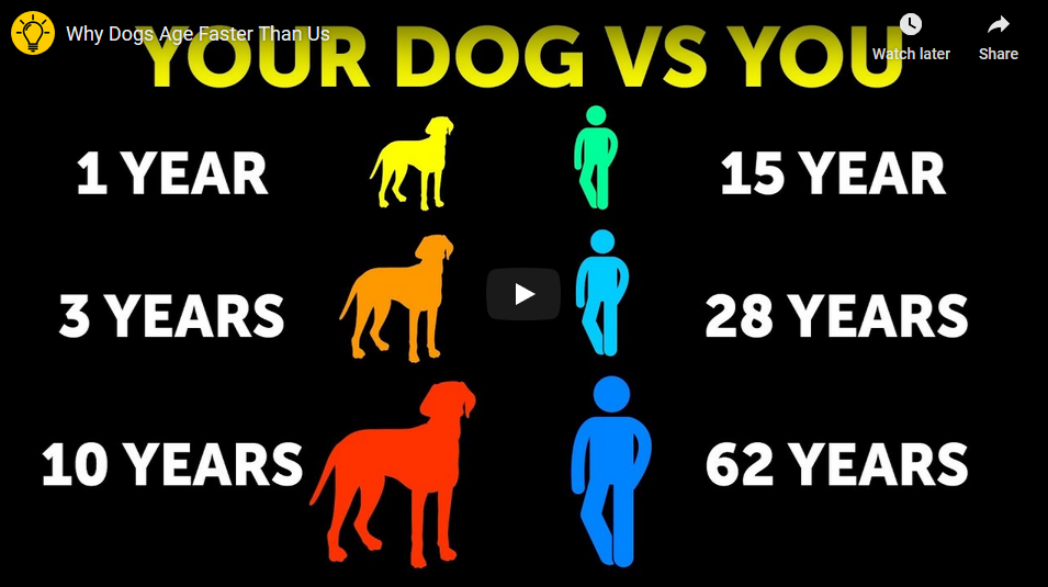 Are My Dog's Years For Real?