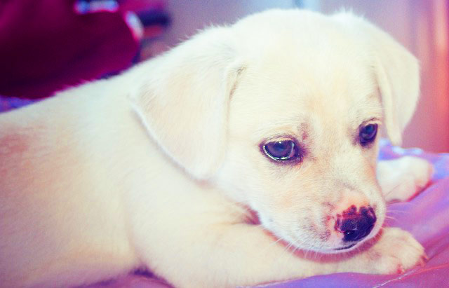 Stolen Dog From Dementia Patient Safely Back Home?