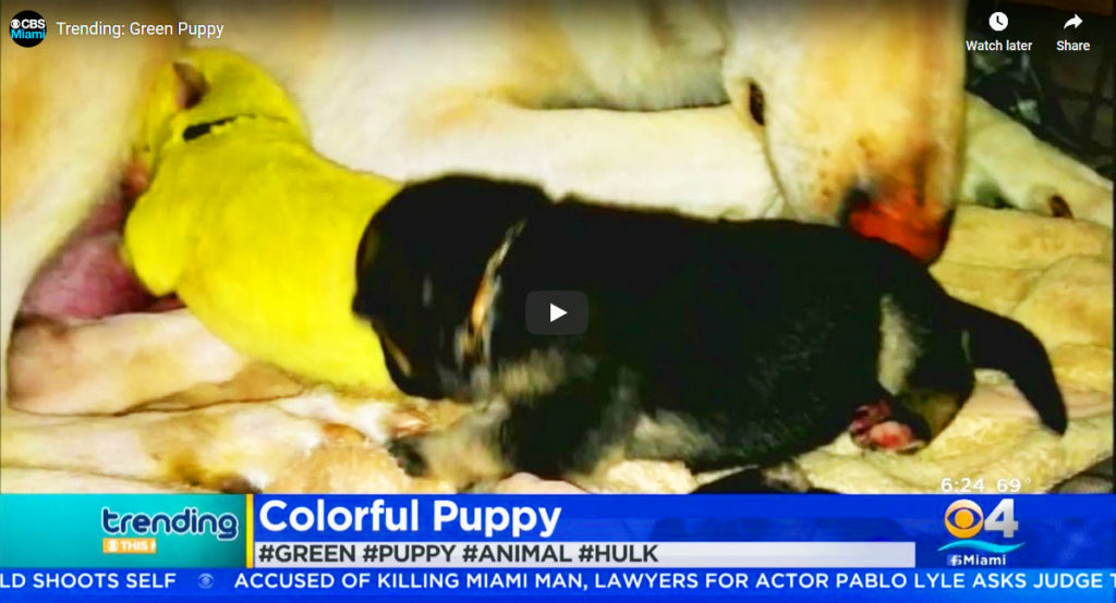 Newborn Puppy Comes Out GREEN - Shocked Owners Had A Funny Name In Mind!