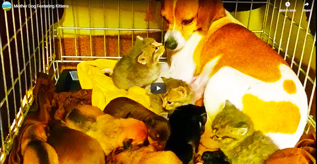 Why Does Mother Dog Fostering Kittens?