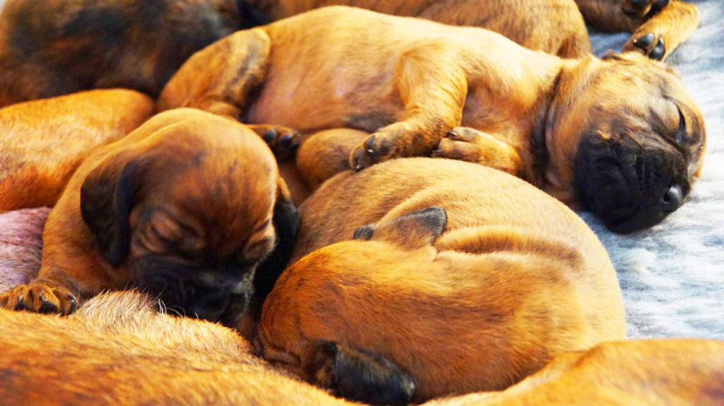 13 Newborn Puppies In One Birth - AMAZING! ( Video )