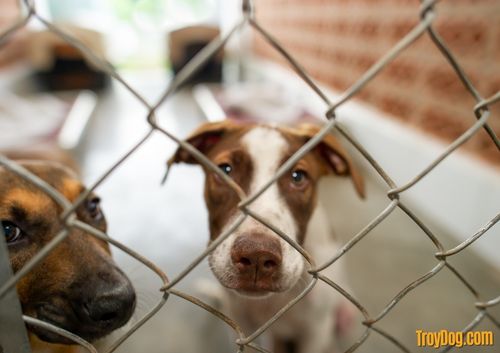rescued dog animal shelter
