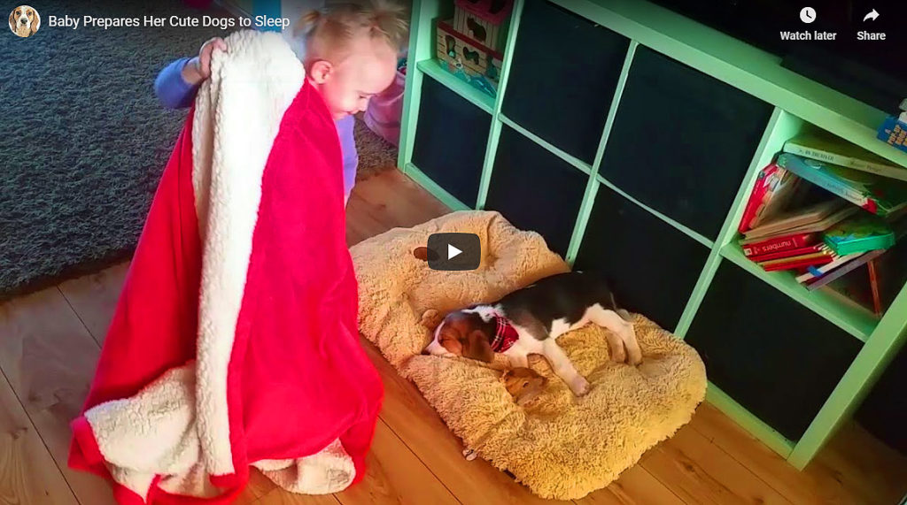 How Does A Cute Baby Prepare Her Cute Doggie To Sleep?