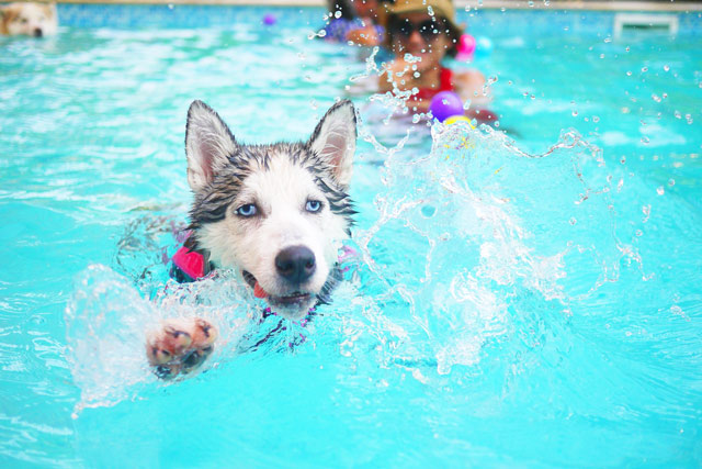 6 millions for save dog live