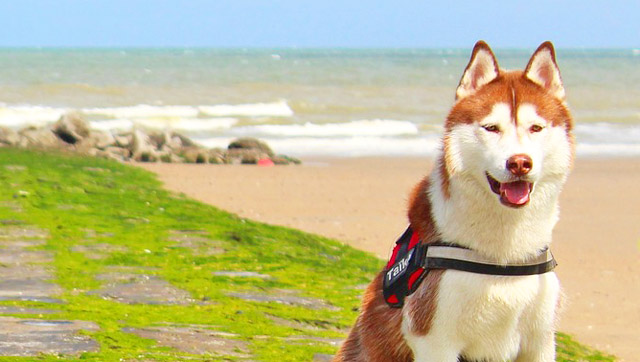 Can Dogs Fix Democracy?