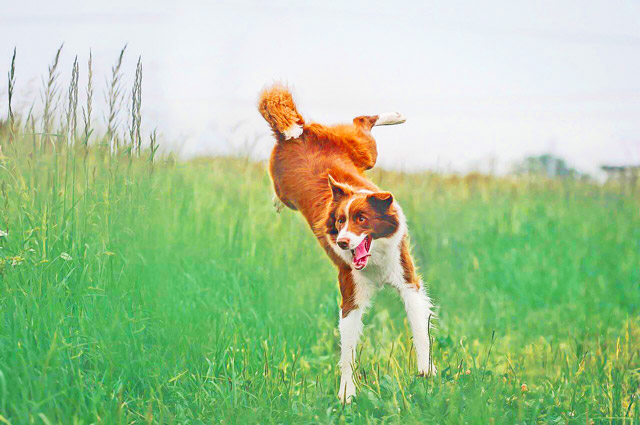 Chocolate Dangerous To Dogs