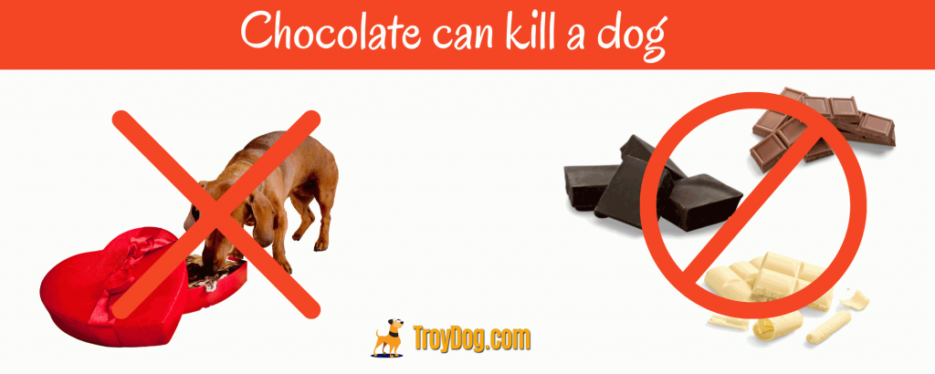 Any type of chocolate is bad for dogs
