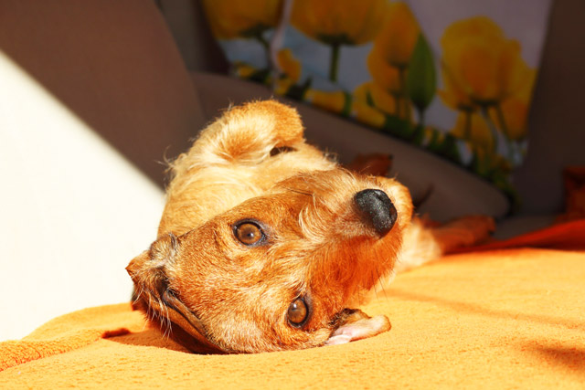 Choose Your Pet Over Your Partner?