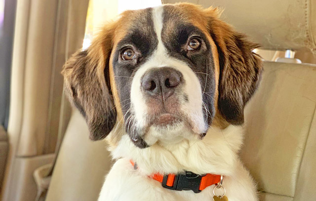 Raising Teenager Dog