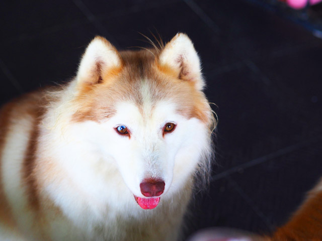 Old Dog, New Grooming Style