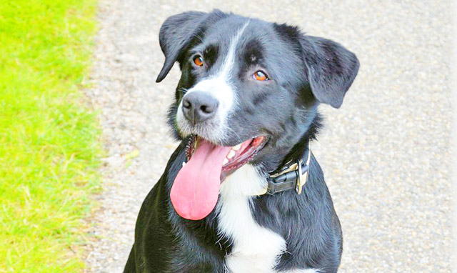 The Amazing World Of Guide Dogs