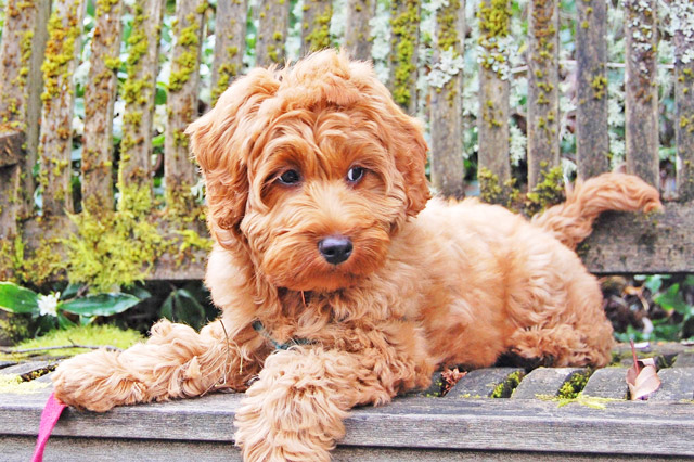 Things BEFORE Getting A Pet Dog