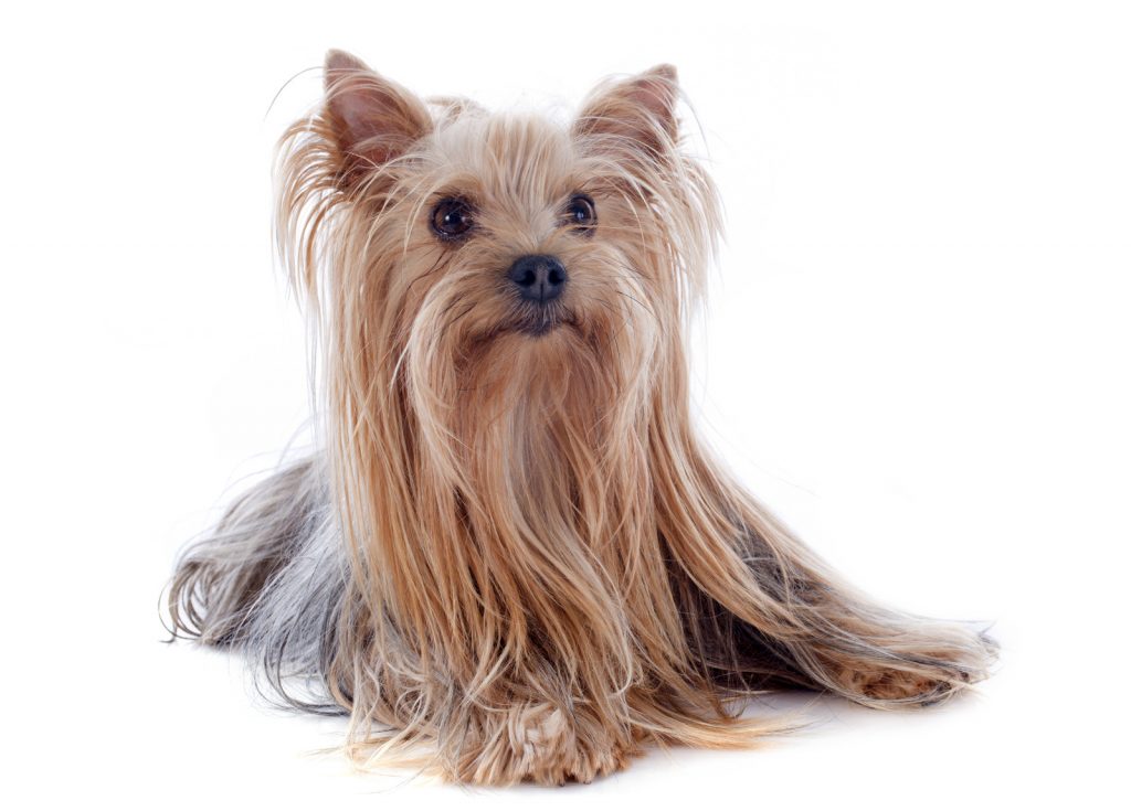 yorkshire terrier in white background
