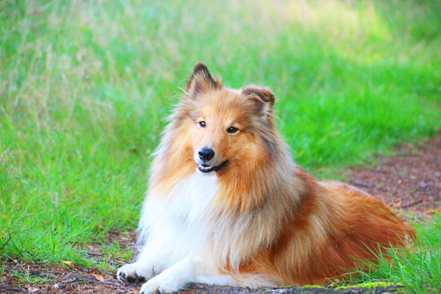 Are Dogs Good For My Mental Health?