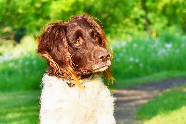 Dogs Age Faster Than Us