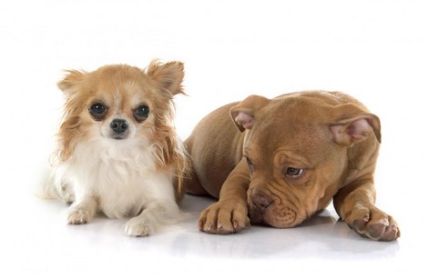 Sick Doggie Back Home From Vet And What The Cat Did, Is Unbelievable (Video)