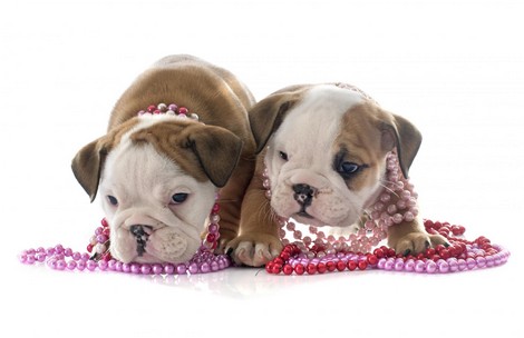 Can Cute Dogs and Babies become Best Friends?