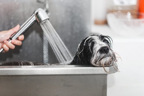 Bath hack for dogs who do stay put while bathing