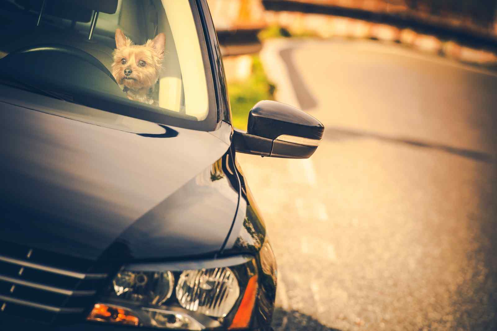 Dog left alone inside the car