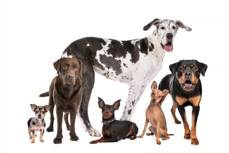 Large group of dogs of varying sizes
