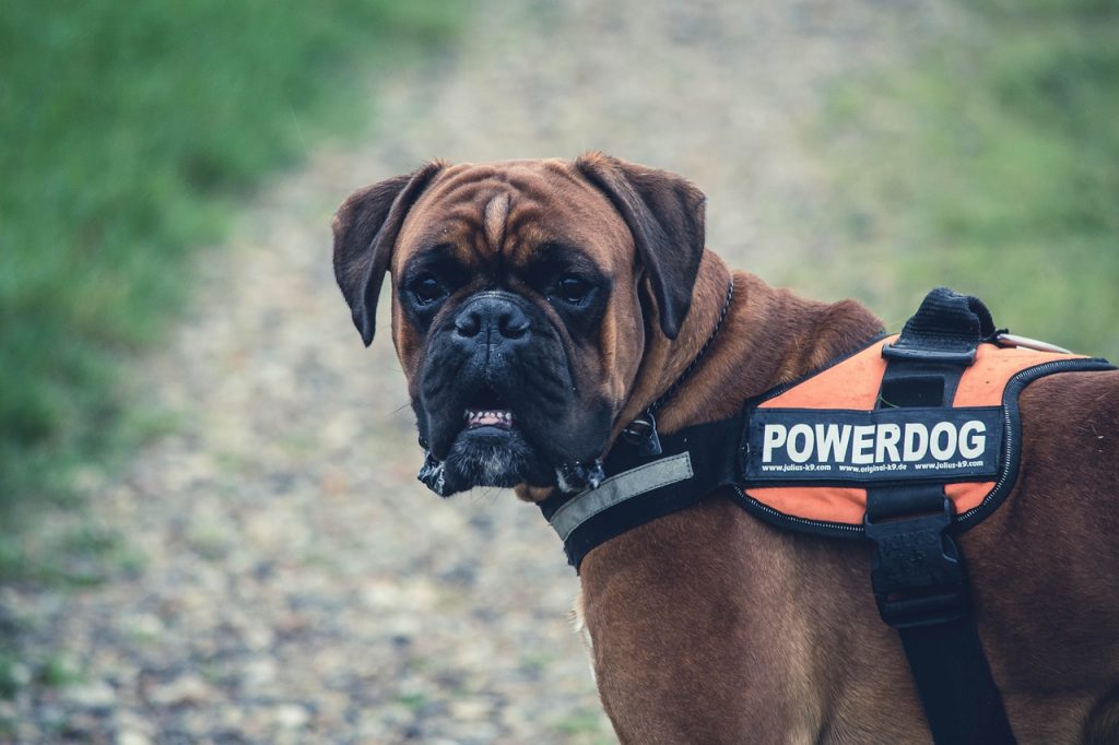 animal power public service dog