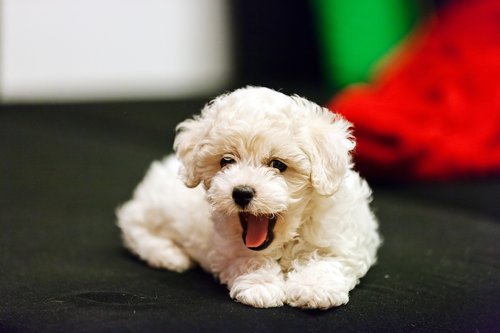 Cute dog breed bichon frise puppy