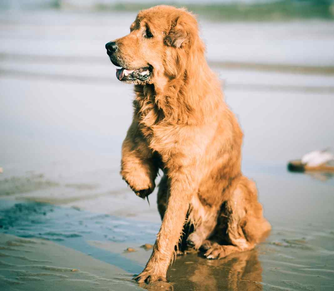 disabled dog sitting on the beach