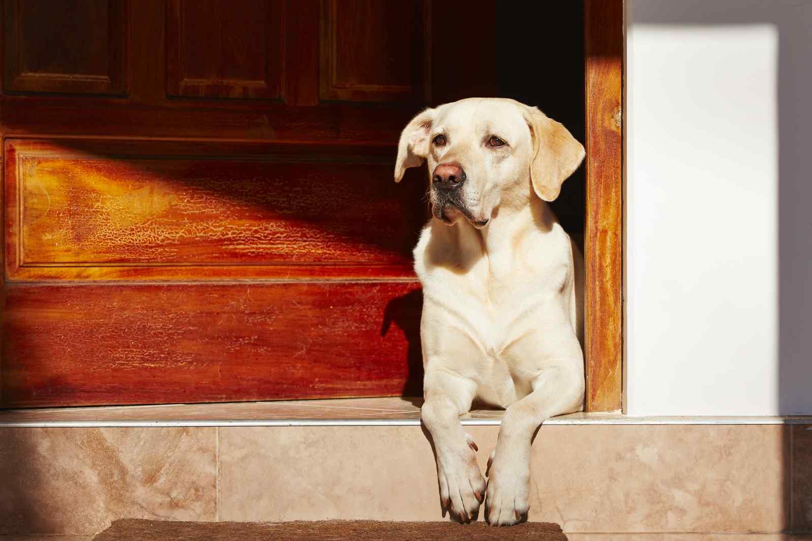 dog waiting for owner to come home
